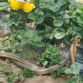 Две змије "плешу" међу јагодама, Балканци не верују шта гледају: "Упи*ала бих се од страха"