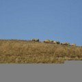 Severna Makedonija: Grom ubio 95 ovaca na planini kod Velesa