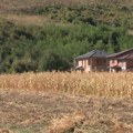 Na oglednom polju kod Deževe predstavljeno je 19 sorti i hibrida kukuruza