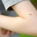 Petnaest slučajeva virusa Zapadnog Nila u Hrvatskoj, desetoro pacijenata sa težim simptomima