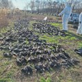Milioni ptica godišnje budu ubijeni ili uhvaćeni na Mediteranu, upozoravaju stručnjaci