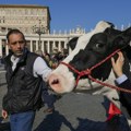 Farmeri poklonili kravu papi: Traktorima ušli u Vatikan