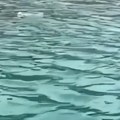 Snimak koji će vam izmamiti suze u led ledenoj vodi spazili psa kako se koprca (video)