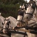 U Kikindi je nekada bilo 5.000 konja, danas tek nešto više od stotinu: Sad ne služe za rad, već za kicošenje i paradu