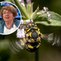U svetu sve popularnije infuzije s medom Pčelin život traje iznenađujuće kratko, a evo koliko meda uspe da napravi otkriva…