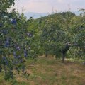 Dok je Srbije biće i šljiva: Naša zemlja prva u Evropi po proizvodnji ovog voća!