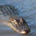 Nakon avionske nesreće, proveli su 36 sati u močvari punoj aligatora Krvožedni reptili su kružili oko njih, život im je…