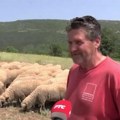 Na srpskim livadama nema više ovaca, tek poneki pastir s malim stadom…