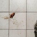 Žena zapalila zgradu u Južnoj Koreji u pokušaju da spali bubašvabu