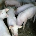 Prošireno žarište afričke kuge svinja u komšiluku na farmi usmrćeno svih 6.000 grla