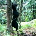 Hitno se oglasio Nacionalni park Tara: Važno obaveštenje nakon susrete žene sa medvedom