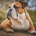 10 rasa pasa koje najteže podnose letnju vrućinu