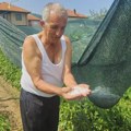 Apokalipsa u Prijepolju: Jak i krupan grad uništio voćnjake i bašte, silovito nevreme pogodilo nekoliko sela (foto)