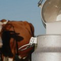 Produžen rok: Prijava za premiju za mleko do 10. novembra