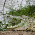 Ugrizao krokodila za oko i uspeo da se spase: Monstrum iz močvare ščepao farmera za nogu, a onda počela borba na život ili…