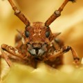Izgubljeni svet u smoli: Ćilibar star 112 miliona godina otkriva insekte iz doba dinosaurusa