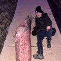 Ribu svog života Bata upecao ispod Brankovog mosta: Beograđanin usred noći izvukao grdosiju od 100 kila?! Nesvakidašnje slike…