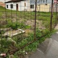 Otpadne vode pored vrtića: Kanalizacija godinama povremeno teče ulicom Jovanke Radaković na Mirijevu, ali rešenje se ne nazire…
