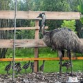 Zoo planet dobio prinove: Izlegli se mali emui u prihvatilištu u Kamenici