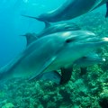 Japan: četiri plivača povređena u napadima delfina na plaži