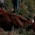 Prokupački vatrogasci i meštani spasili kravu iz poljskog bunara