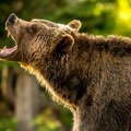Medved napao čoveka u S. Makedoniji, spasili ga lovci