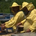 Virusi prete i pčelama, kako sačuvati košnice