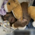 (FOTO) Na Floridi rođeno mladunče bornejskog orangutana, kritično ugrožene vrste