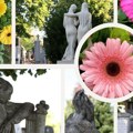 Govor cveća: Gerber simbol nevinosti, radosti i večnog života