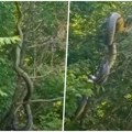 Jeziv snimak iz Hercegovine: Ogromna zmija koja se penje uz drvo zbunila i zoologe veći gmaz nikada pre nije viđen (video)