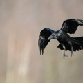 Beograđani u strahu: Vrane ih svuda napadaju; Evo šta kažu stručnjaci