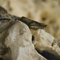 Smrtni slučaj zbog ujeda poskoka u Sloveniji, šta da radite kada vas ujede otrovnica