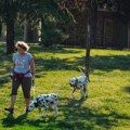 Vreo avgustovski dan – temperatura do 40 stepeni