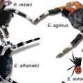 „Kralj genitalija“ – otkriven novi rod tarantula sa velikim polnim organom