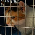 DRI: Nedostaci u upravljanju informacionim sistemom Uprave za veterinu