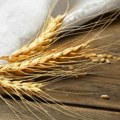 Продуктна берза: закључен први термински уговор за нови род пшенице
