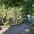 Staro groblje u Nišu ponovo u mraku i korovu, građani upozoravaju na opasnost od polomljenih grana