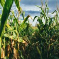 Poljoprivrednici upozoravaju da je kukuruz u krizi zbog nedostatka vlage i visokih temperatura