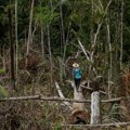 Krčenje šuma u Kolumbiji zaustavili naoružani gerilci