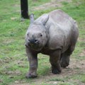 Veselje u Indoneziji zbog rođenja ugroženog sumatranskog nosoroga: Ima ih samo 80 na svetu