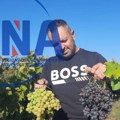 Nenad i njegov sin ostali na porodičnom imanju i bave se vinogradarstvom: Deset tona grožđa prve klase prodali su ove…