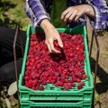 Konačno postignut dogovor! Početna cena malina biće 250 dinara po kilogramu