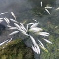 Помор рибе у Савском рукавцу