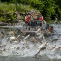 Skaču iz vode i lome kosti: Azijski šaran postao noćna mora za Amerikance