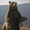 Ženu u Poljskoj ubio medved dok je razgovarala telefonom sa sinom
