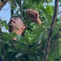 Milan Vasić uhvaćen u krađi: Glumac bere tuđe trešnje, gazda imanja ga uhvatio na delu - objavio hit sliku