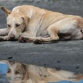Kome donosi dobrobit Nacrt zakona o dobrobiti životinja
