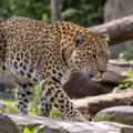 Tragedija u Holandiji: Leopard usmrtio čuvarku zoološkog vrta koja je tamo radila 40 godina
