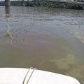 FOTO, VIDEO: Velika mrlja na Dunavu kod Novog Sada, pogledajte snimke iz čamca