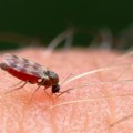Najefikasnije sredstvo protiv komaraca: Dovoljan je samo jedan sastojak koji skoro svi imaju u kući
